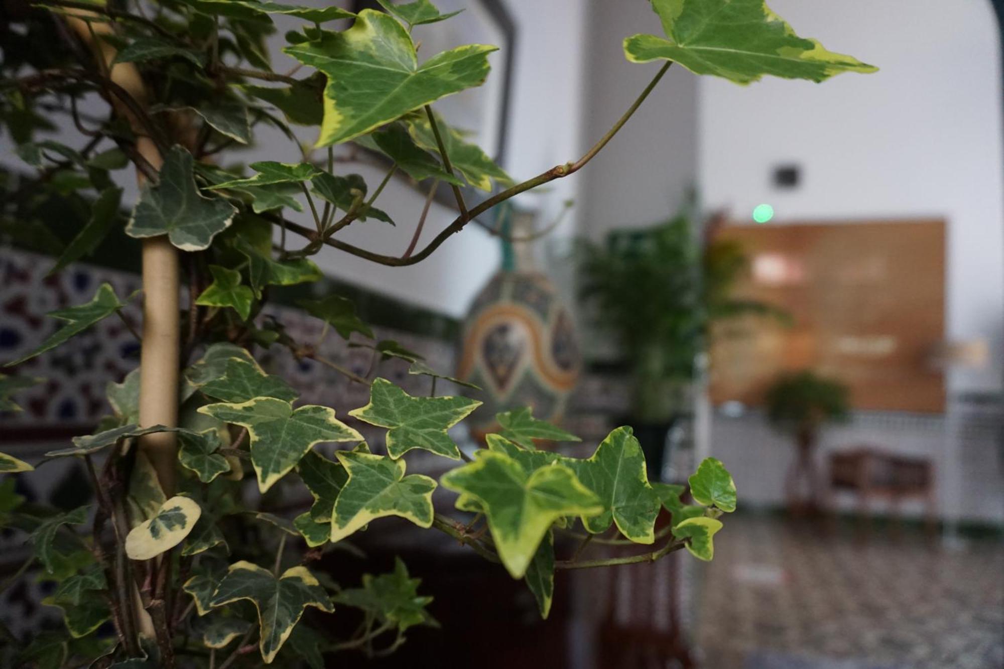 Montserrat Casa Del Mar 치피오나 외부 사진